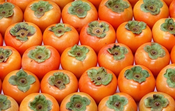 JAKOŚĆ Persimmon WSZYSTKIE INFORMACJE POD TELEFONEM I TELEGRAMY