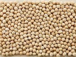 Rodzaj produktu: Ciecierzyca Materiał obcy: maks. 0,2% Nasiona pod