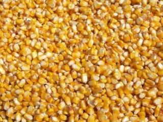 Biała kukurydza (bez GMO biała kukurydza) i suszona żółta