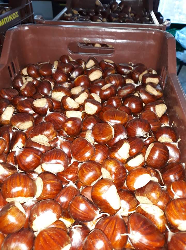 kasztany