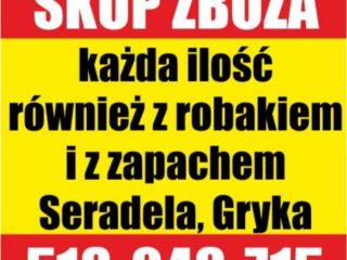 Skup zboża każdej jakości z zapachem i robakiem, zanieczyszczone,