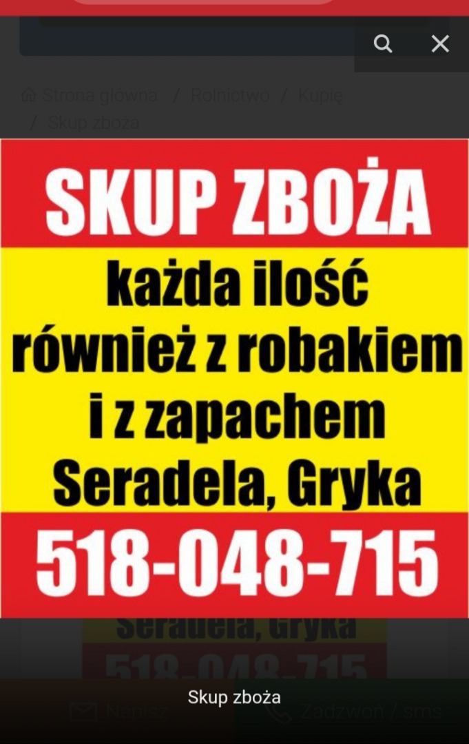 Skup zboża każdej jakości z zapachem i robakiem, zanieczyszczone, wilgotne, porażone z przeznaczeniem na gorzelnie owies żyto pszenżyto jęczmień mieszanka
