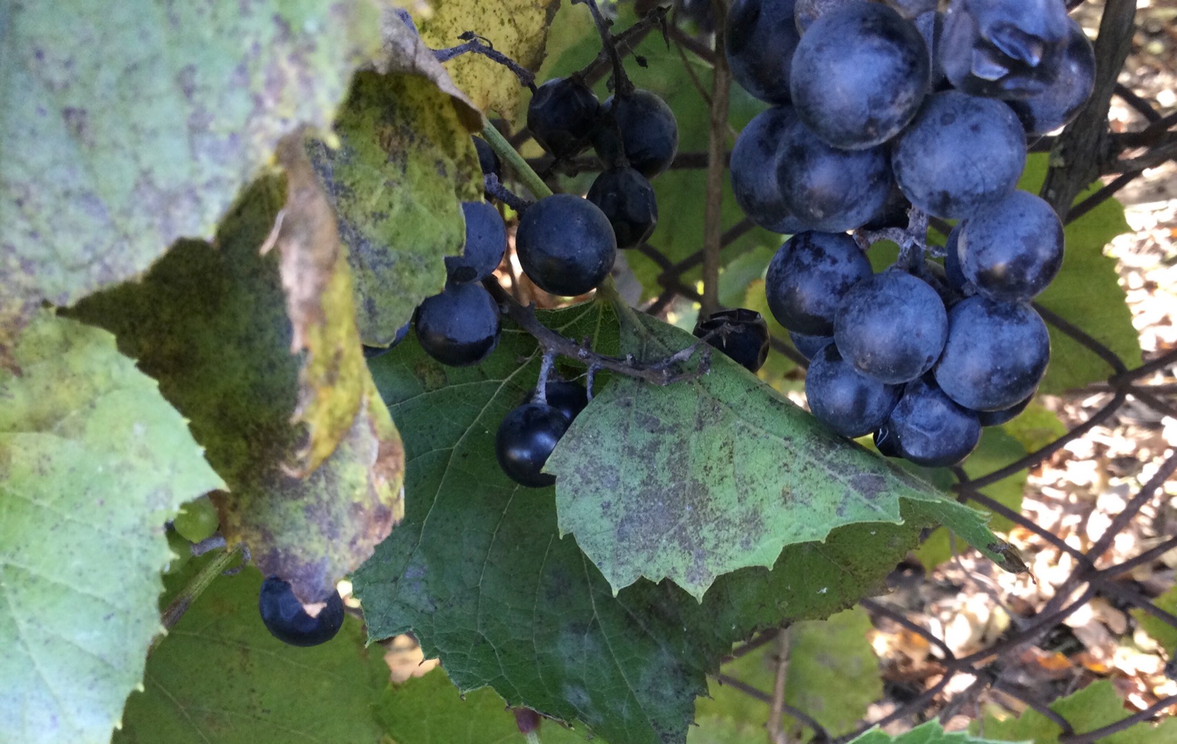 Witam, mam do sprzedania tegoroczne, słodkie ciemne winogrono idealne na wino, soki bądź dżemy