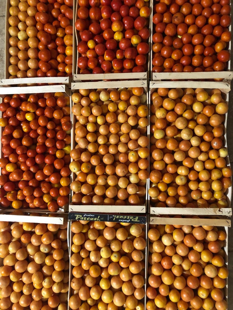 Żółte czerwone pomidory zimowe dostępne w cenie 2 euro za kg lub w tackach od 500g do 1,50 za sztukę Informacje i rezerwacje Ugento via acquarelli n37 Telefon