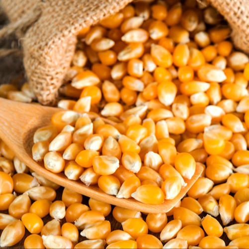 YELLOW CORN Kukurydza/kukurydza Nazwa produktu Żółta kukurydza Czystość 98% min Klasa 2 i 3 Wilgotność maks
