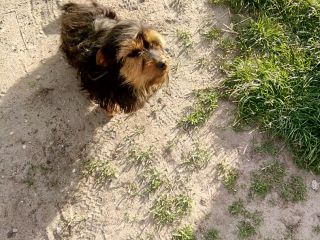 Mam do sprzedania orzechy włoskie tego roczne .