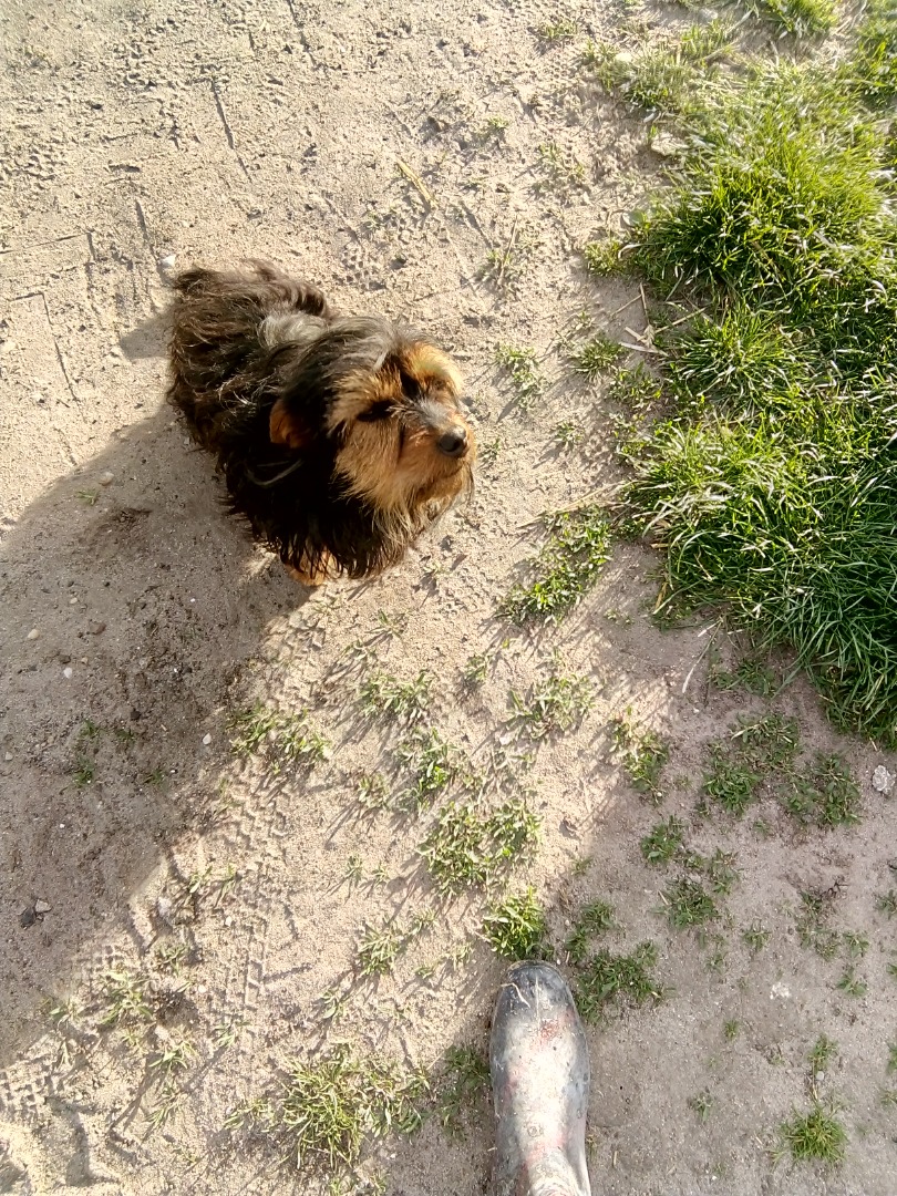 Mam do sprzedania orzechy włoskie tego roczne