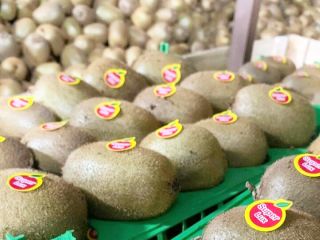 Kiwi Jakość, Rozmiar, Cena: Mamy najlepsze jakości, nasze kiwi