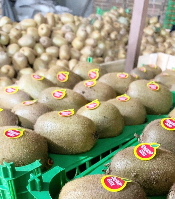 Kiwi Jakość, Rozmiar, Cena: Mamy najlepsze jakości, nasze kiwi pochodzą bezpośrednio z ogrodów kiwi, w najlepszej jakości, w dowolnej wielkości i po
