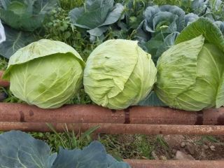 Domowa kapusta ze wsi Dolenci, Macedonia