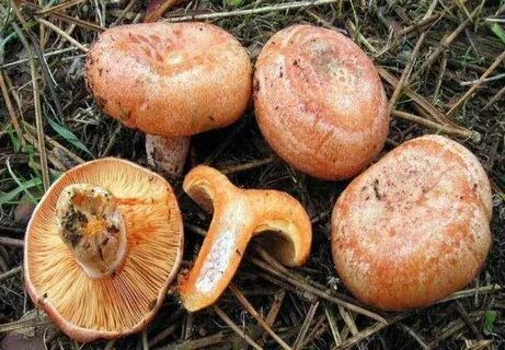 produkty mogą być wysyłane świeże, suszone i mrożone