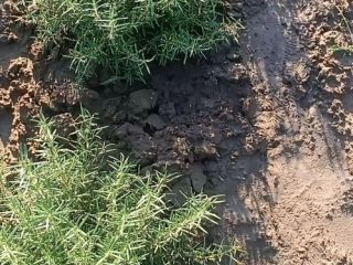 Jestem hodowcą rozmarynu, mamy świeży lub suszony rozmaryn, sprawdź