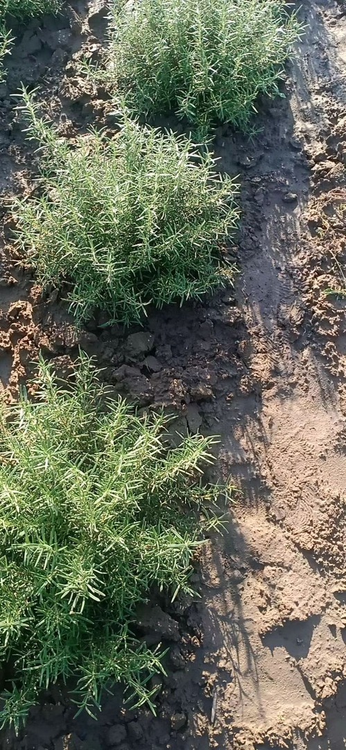 Jestem hodowcą rozmarynu, mamy świeży lub suszony rozmaryn, sprawdź to