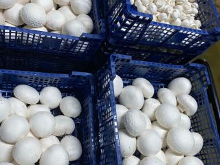I warmly welcome. I am a producer of white
