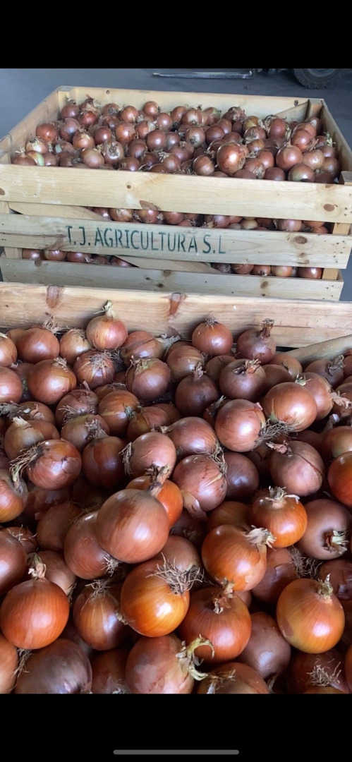 Hiszpańska cebula żółta Duża hiszpańska grupa producencka TJ Agricultura oferuje Państwu cebulę żółtą wysokiej jakości