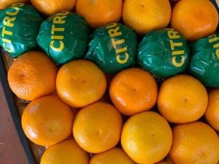 Sprzedam mandarynki Satsuma (produkcja w Turcji) cena 0,55 USD/kg