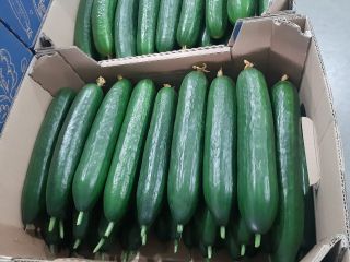 Ogórki Meva. Szklarniowe, Gładkie, Długie. Kaliber 19-23. Dostawa Samochodami