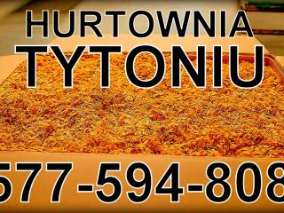 HURTOWNIA TYTONIU OFERUJE 70 zŁ / kg TYTOŃ PAPIEROSOWY