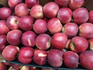 sprzedam jabłka z Polski dobrej jakości. bezpośrednio od producenta.