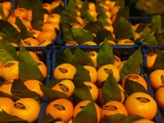 Sprzedaż mandarynek Satsuma, cena FCA, minimalne zamówienie - od