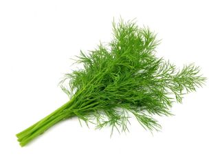 Na sprzedaż koperek 10zl za kg. Więcej informacji pod