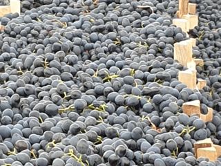 Winogrona trzymam w lodówce,nie mam transportu,sprzedam je tylko z