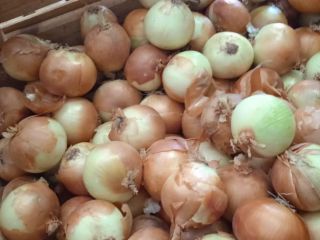 Hiszpańska cebula żółta Duża hiszpańska grupa producencka TJ Agricultura