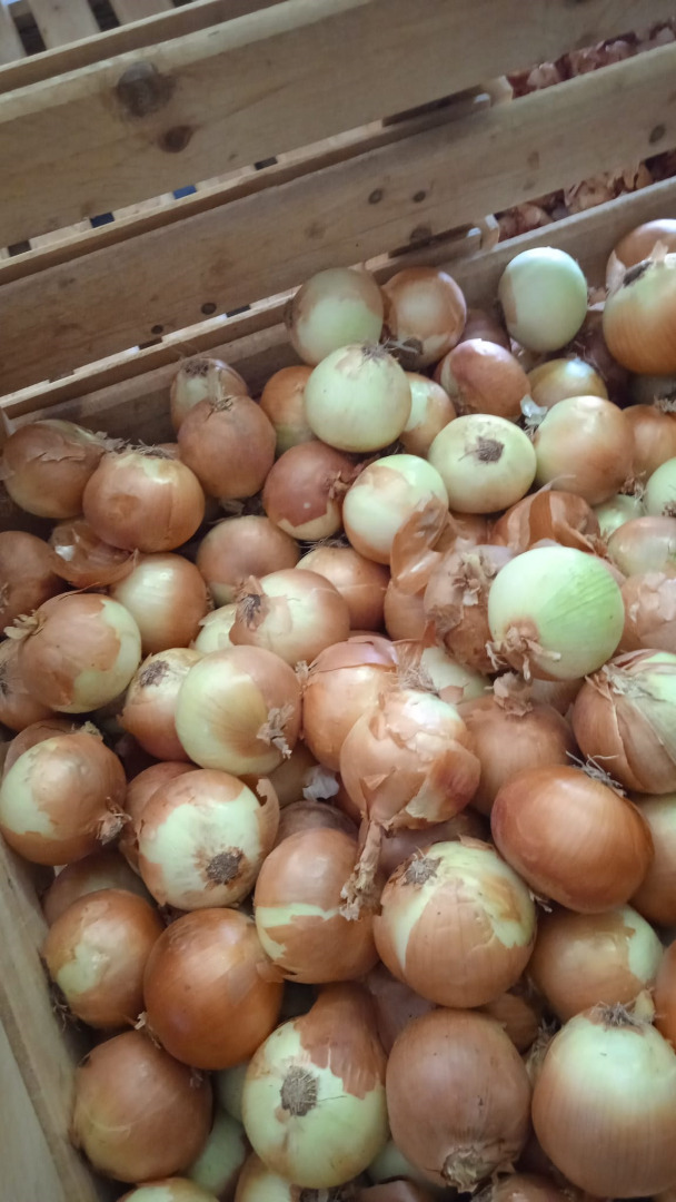 Hiszpańska cebula żółta Duża hiszpańska grupa producencka TJ Agricultura oferuje Państwu cebulę żółtą 90+ (do obierania) w big bag - w cenie 0,10 Euro za kg