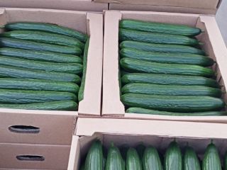 Sprzedam Ogórki Szklarniowe Z Białorusi, Gładkie, Długie, waga 380-420