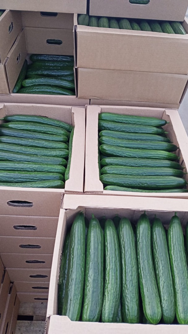 Sprzedam Ogórki Szklarniowe Z Białorusi, Gładkie, Długie, waga 380-420 gr