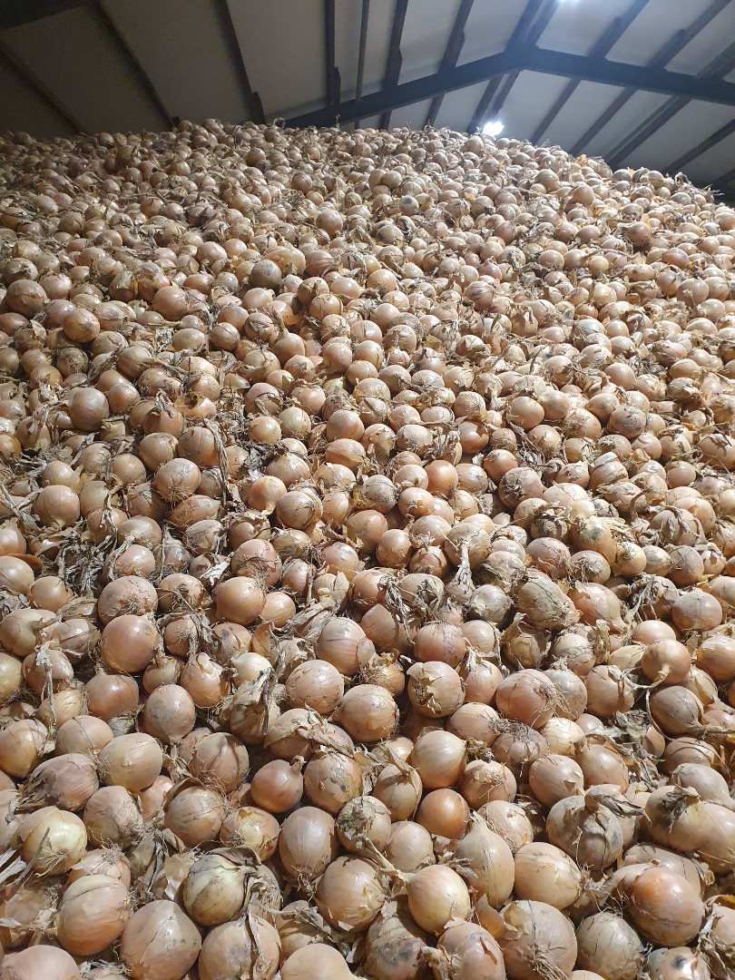 Sprzedam cebulę sprowadzoną z Niemiec Cebula jest sortowana i pakowana w duże opakowanie 1200kg za ok.Cena 15€ za 100kg
