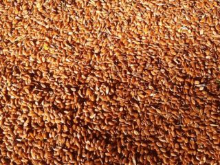 Dostarczamy siemię lniane brunatne pochodzenie Kazachstanu Parametry: Wilgotność do