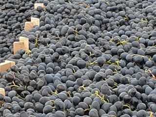 Struguri negri soi moldova