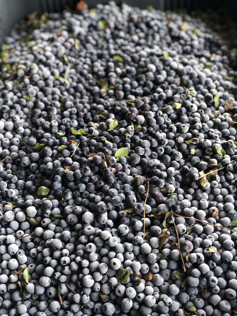 Sprzedam mrożoną czarną jagodę z Ukrainy nie oczyszczoną