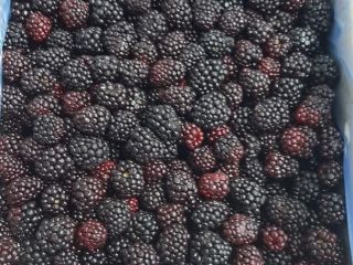 Sprzedam mrożoną jeżynę z Serbii. Klasa 1. Karton 10kg.