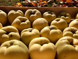 Zapraszam do kupna. Owoc doskonały jako naturalna pektyna. Wegetarianie