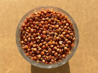 Czerwone Sorgo Wilgotność: maks. 14% Ciała obce: maks. 2%