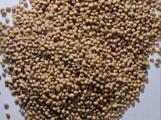CENA - 475 euro/tona Soja GMO pochodzenia z Ukrainy