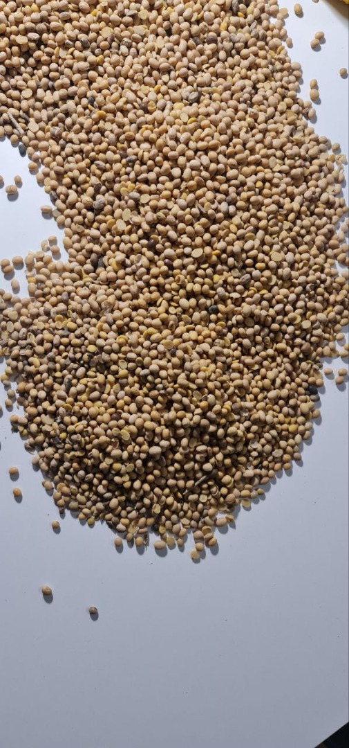 CENA - 475 euro/tona Soja GMO pochodzenia z Ukrainy Wilgotność do 12% Białko od 32% Zanieczyszczenia do 2% Pakowane w BigBagi Dostawa DAP