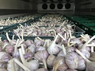 Sprzedam czosnek własnego gospodarstwa w rozmiarze od 45-50. Czosnek