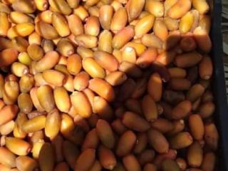 Witam sprzedam daktyle prosto z Libia różnych rozmiar opakowań