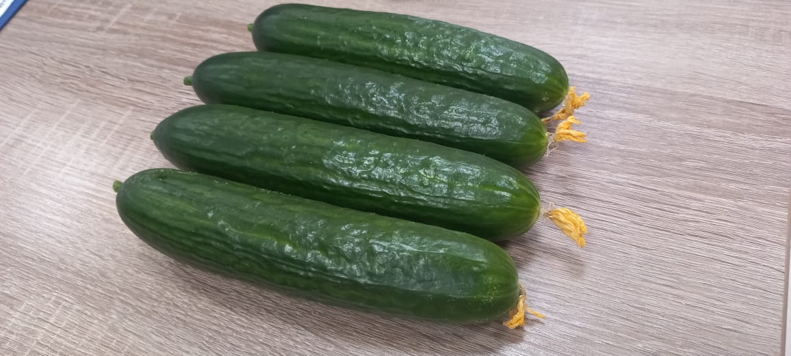 ogórek średni owoc gładka masa, standard z kwiatkiem