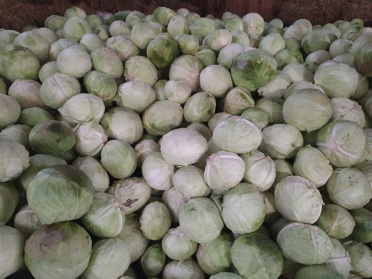 Sprzedam kapuste przemysłowa odmiana Ambrozia 3-6kg