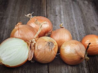 Cebula spożywcza, dobrej jakości! Kokarda kaliber 5+ cm Cebule