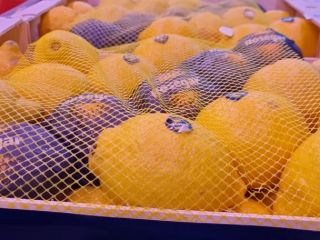 Sprzedamy hiszpańskie cytryny. Bardzo soczyste. Zapraszamy!