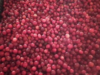 Sprzedam świeżą żurawinę z Białorusi. Karton 10kg. Tir- owe