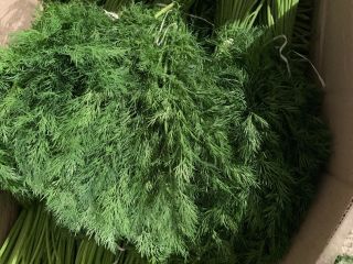 Hello Our Company Are Exporting Fresh Vegetables! FRESH DILL