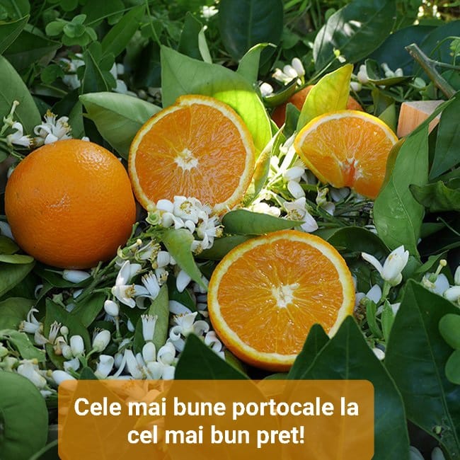 Sprzedam hiszpańskie pomarańcze ze społeczności Walencji, odmianę Navelina Fuji moto, najsłodszą i najsmaczniejszą, prosto z pola