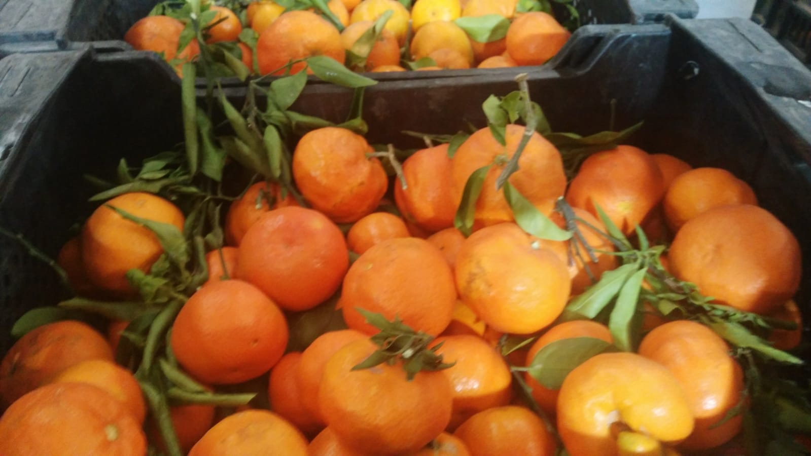 Sprzedam mandarynki klementynki, odmiana Clemenules Spaniole, wspólnota walencka pierwsza jakość, kaliber 2 z liśćmi, w cenie 0,61 €/kg, karton 10kg