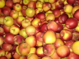 Dobrej jakości Gala Must, Golden Delicious i Idared (eko